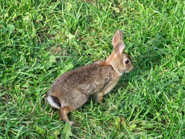 Thornhill Doğu pamukkuyruk tavşan 2017