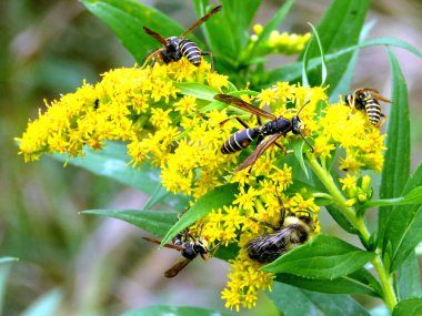 Thornhill eşekarısı üzerinde bir Goldenrod çiçek 2017