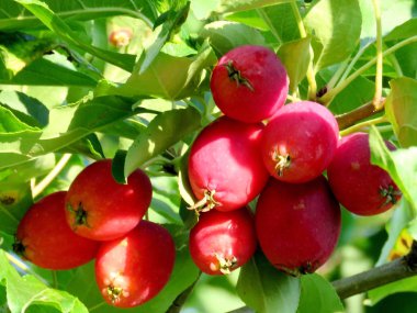 Thornhill güzel elma 2017