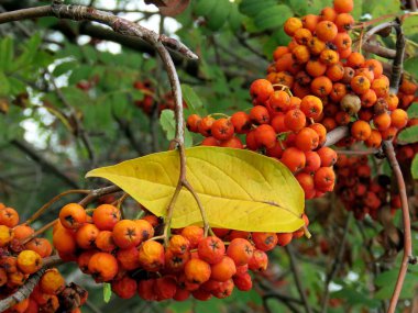 Dağ kül 2017 Thornhill kümesi