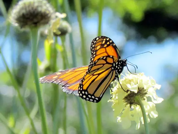 Toronto High Park Monarca su fiori bianchi verbena 2013 — Foto Stock