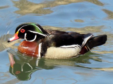 Toronto yüksek Park Carolina ördek 2014