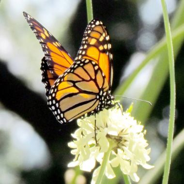  Toronto yüksek Park Monarch beyaz verbena çiçek 2013 tarihinde