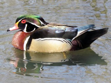 Toronto yüksek Park Carolina ördek 2014