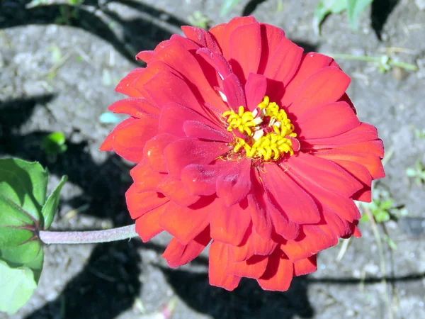 トロントの高い公園の赤いダリアの花 2016 — ストック写真