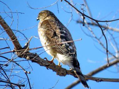 Coopers Hawk 2018 Thornhill portresi