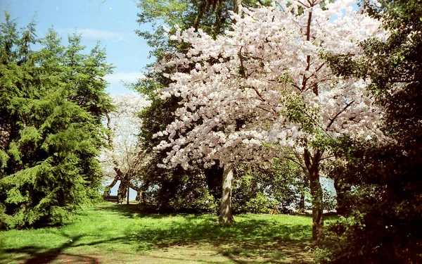 Árbol de flor de cerezo de Washington 1999 — Foto de Stock