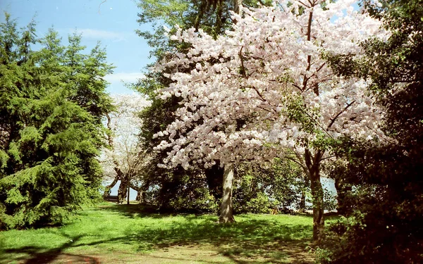 Washington kersenbloesem boom 1999 — Stockfoto