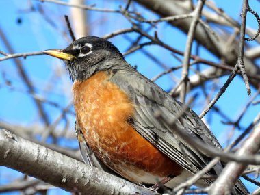  Thornhill Amerikan Robin 2018