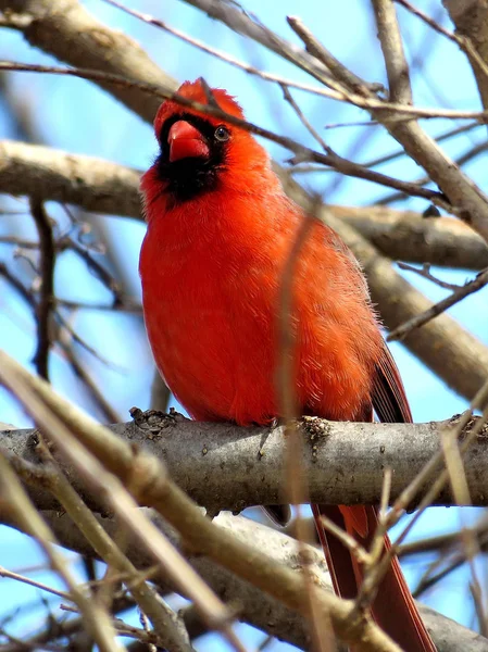 Thornhill male Northern cardinal on a branch 2018 — Stock Photo, Image