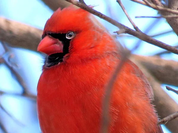 Thornhill portrait of male Northern cardinal 2018 — Stock Photo, Image