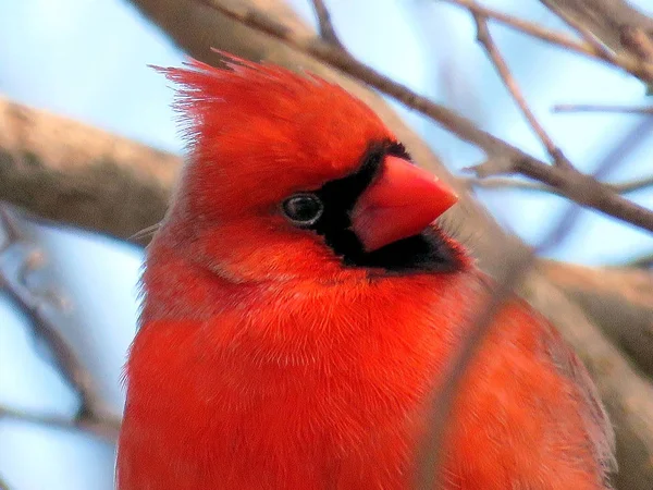 Thornhill portrait of the male Northern cardinal 2018 — Stock Photo, Image