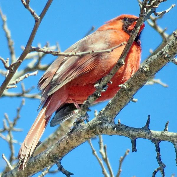 Thornhill de mannelijke Northern cardinal op een boom 2018 — Stockfoto