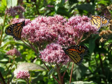Toronto Gölü üç Monarch kelebek çiçek 2017 