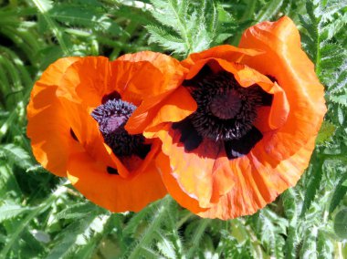 Toronto yüksek Park haşhaş çiçekleri 2016 