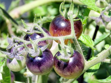 Toronto yüksek Park domates 2016 