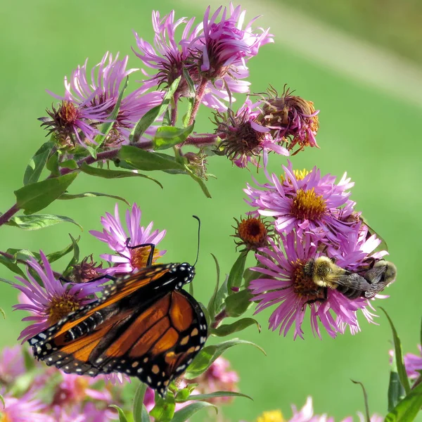 Toronto vysoké Park Monarch a včely na divoké Astry 2017 — Stock fotografie
