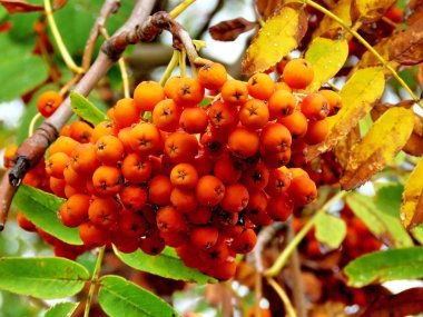  Thornhill rowanberry şube 2017