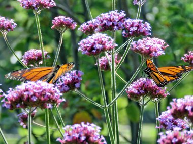 Toronto Gölü Monarch kelebek verbena çiçek 2017 üzerinde
