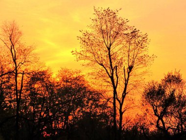 Thornhill turuncu günbatımı 2016