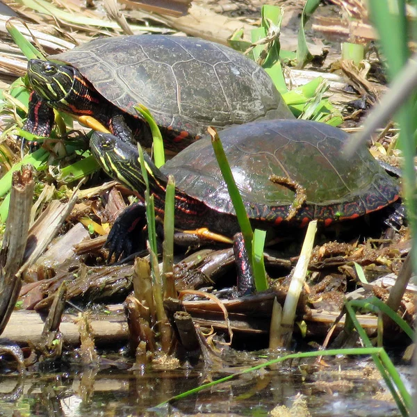 Thornhill Painted Turtles 2016 — Stock Photo, Image