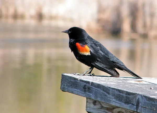 Thornhill Kırmızı kanatlı Blackbird 2010 — Stok fotoğraf