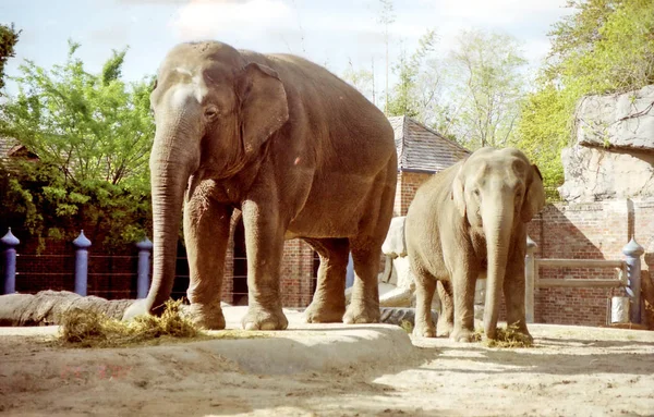 Новый Орлеан два слона Март 2002 — стоковое фото