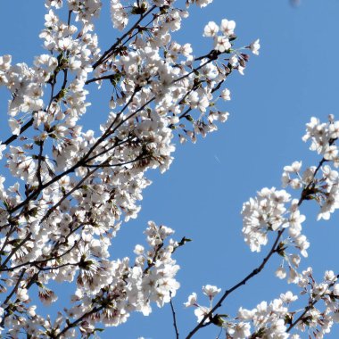  Toronto High Park kiraz çiçeği dalları 2018