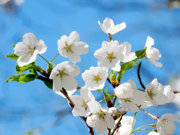 Toronto High Park Cherry Blossom blomma 2018 — Stockfoto