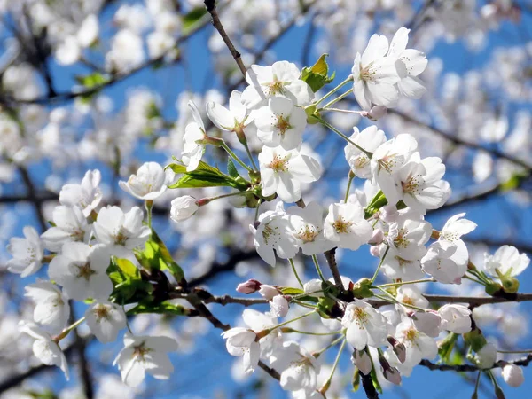 Toronto High Park Cherry Blossom blommor 2018 — Stockfoto