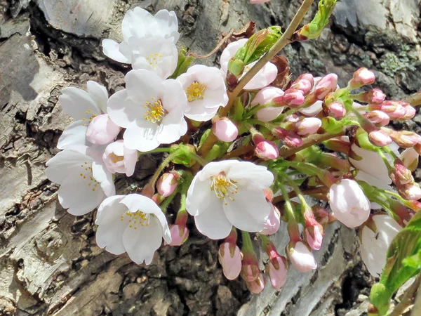 Τορόντο High Park άνθος κεράσι άνθη σε ένα κορμό 2018 — Φωτογραφία Αρχείου