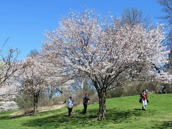 Toronto High Park cherry blossoms trees 2018 — Stock Photo, Image