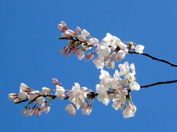 トロントハイパーク桜の枝2018 — ストック写真