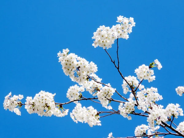 Toronto High Park les branches de fleurs de cerisier 2018 — Photo