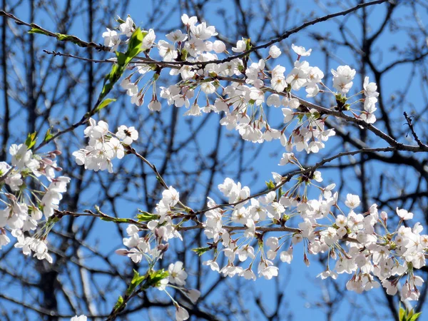 Toronto high park die kirschblütenblume 2018 — Stockfoto