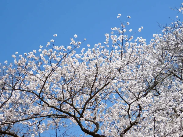 Arbre à fleurs de cerisier Toronto High Park 2018 Images De Stock Libres De Droits