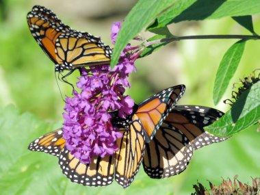 Toronto, Kanada 'daki High Park' ta bir budleja çiçeğinin üzerindeki üç hükümdar, 28. Bölüm, 2018