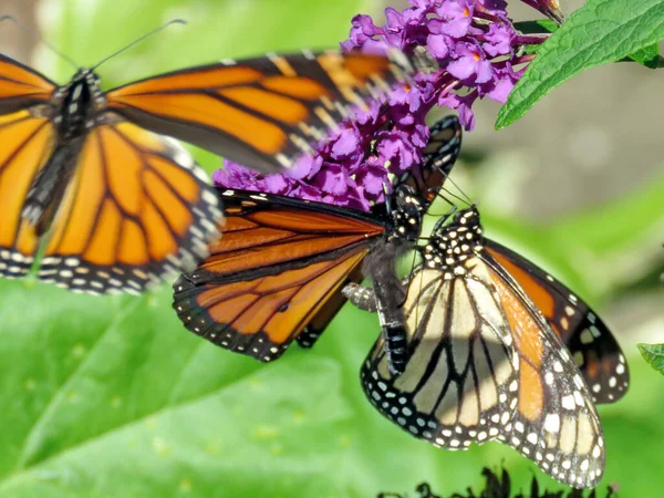 Mariposas Monarca Una Flor High Park Toronto Canadá Sep 2018 —  Fotos de Stock