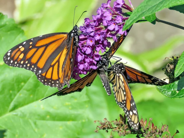 Monarcas Una Flor Buddleja High Park Toronto Canadá Sep 2018 —  Fotos de Stock