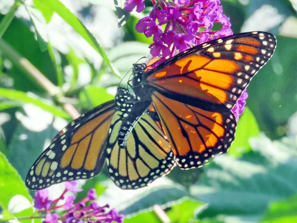 Monarchs Buddleja Flower High Park Toronto Canada Settembre 2018 — Foto Stock