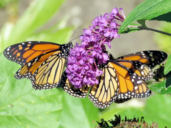 Tre Farfalle Monarca Fiore High Park Toronto Canada Settembre 2018 — Foto Stock