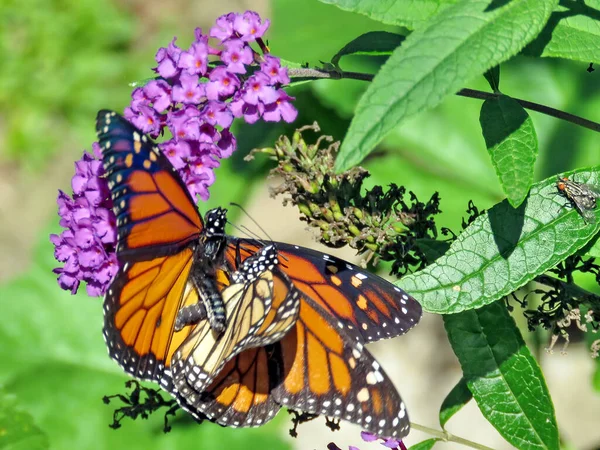 Dos Monarcas Hacen Amor Una Flor High Park Toronto Canadá —  Fotos de Stock