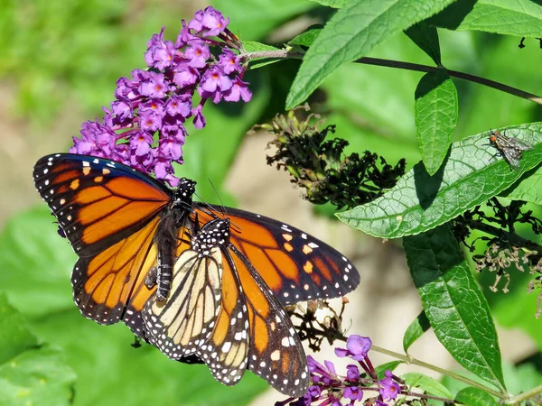 Dos Mariposas Monarca Sobre Una Flor Buddleja High Park Toronto —  Fotos de Stock
