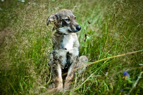 Un cane randagio nell'erba — Foto Stock
