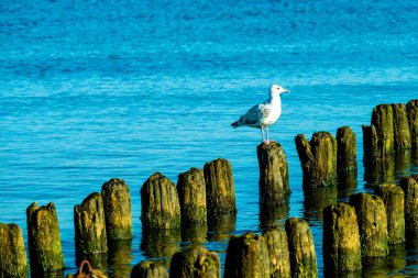 Kasiklari martı ile Baltık Denizi