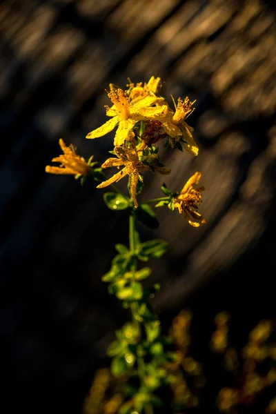 Sint-Janskruid, medicinale plant met bloem — Stockfoto