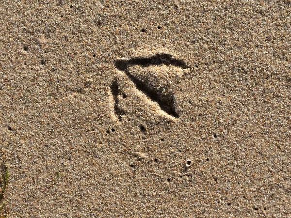 Spuren einer Möwe im Sand — Stockfoto