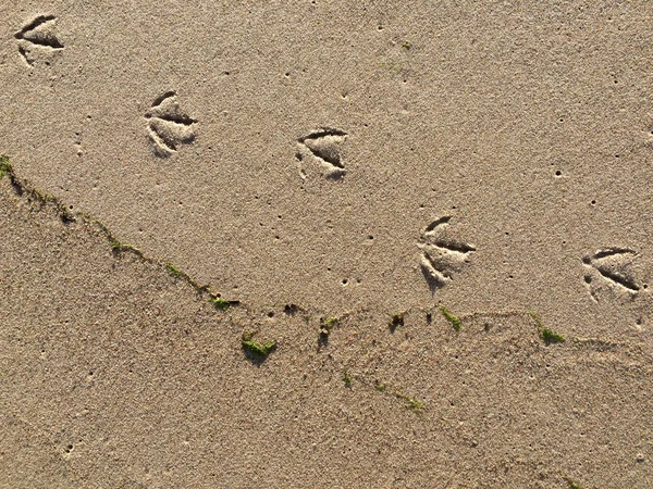 Spuren einer Möwe im Sand — Stockfoto