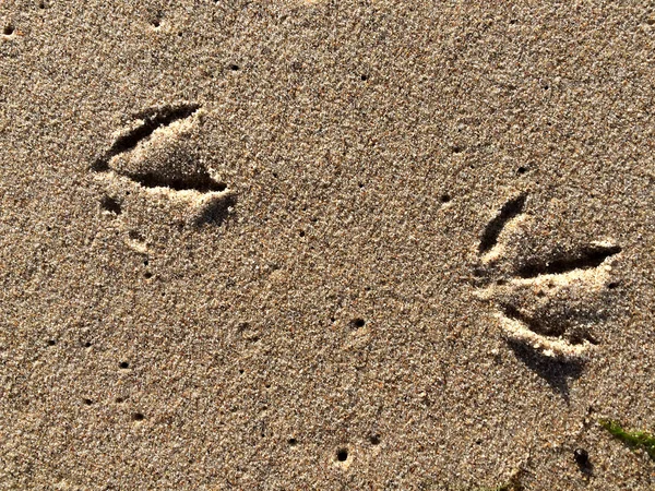Huellas de una gaviota en la arena — Foto de Stock