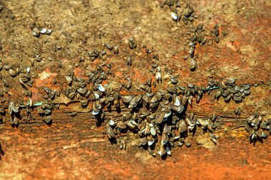 Eski bir gemi gemi duvarına kabukları